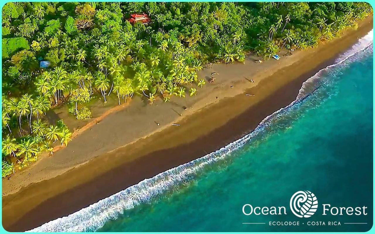 Ocean Forest Ecolodge San Pedrillo Eksteriør bilde
