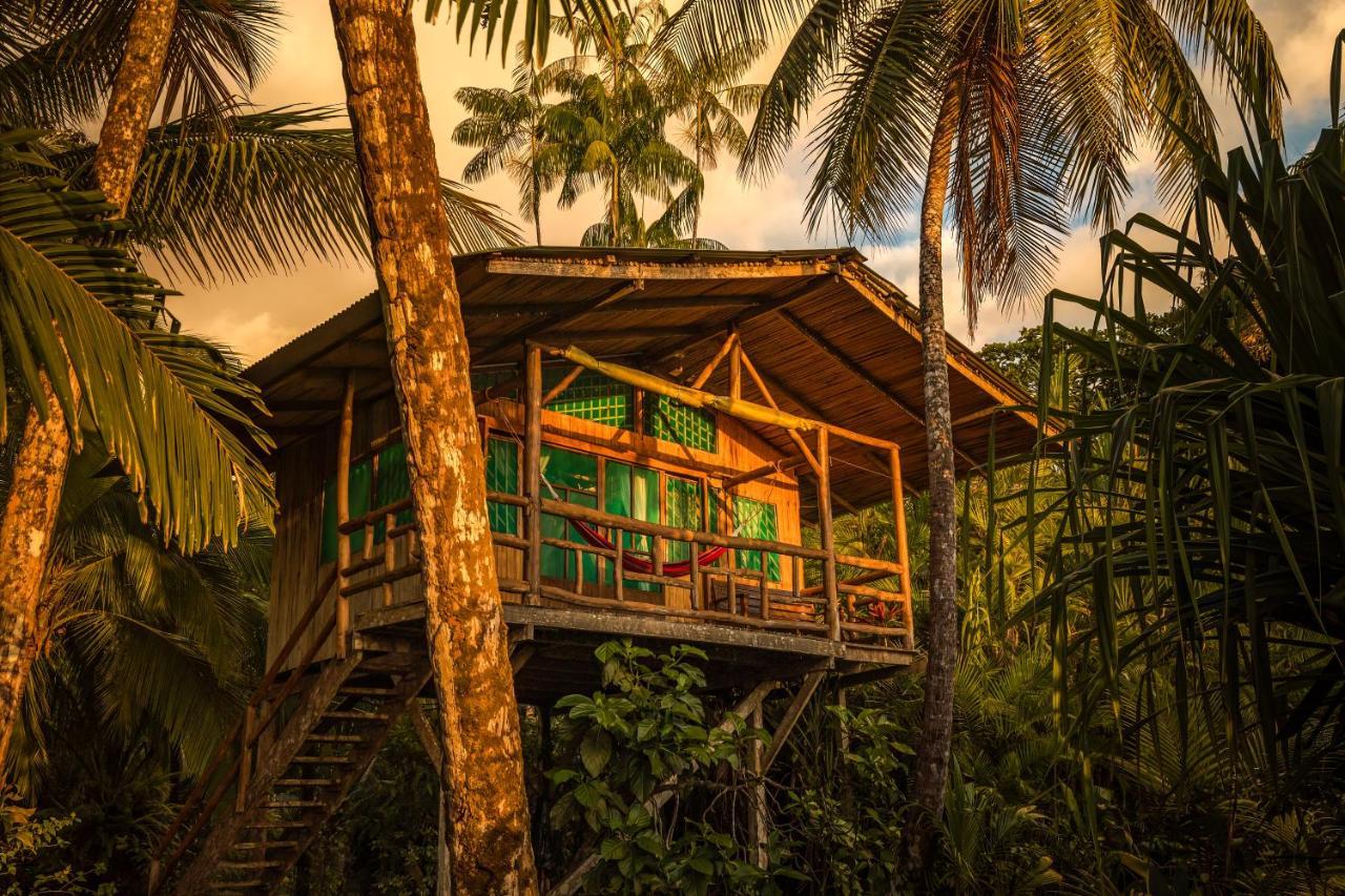 Ocean Forest Ecolodge San Pedrillo Eksteriør bilde