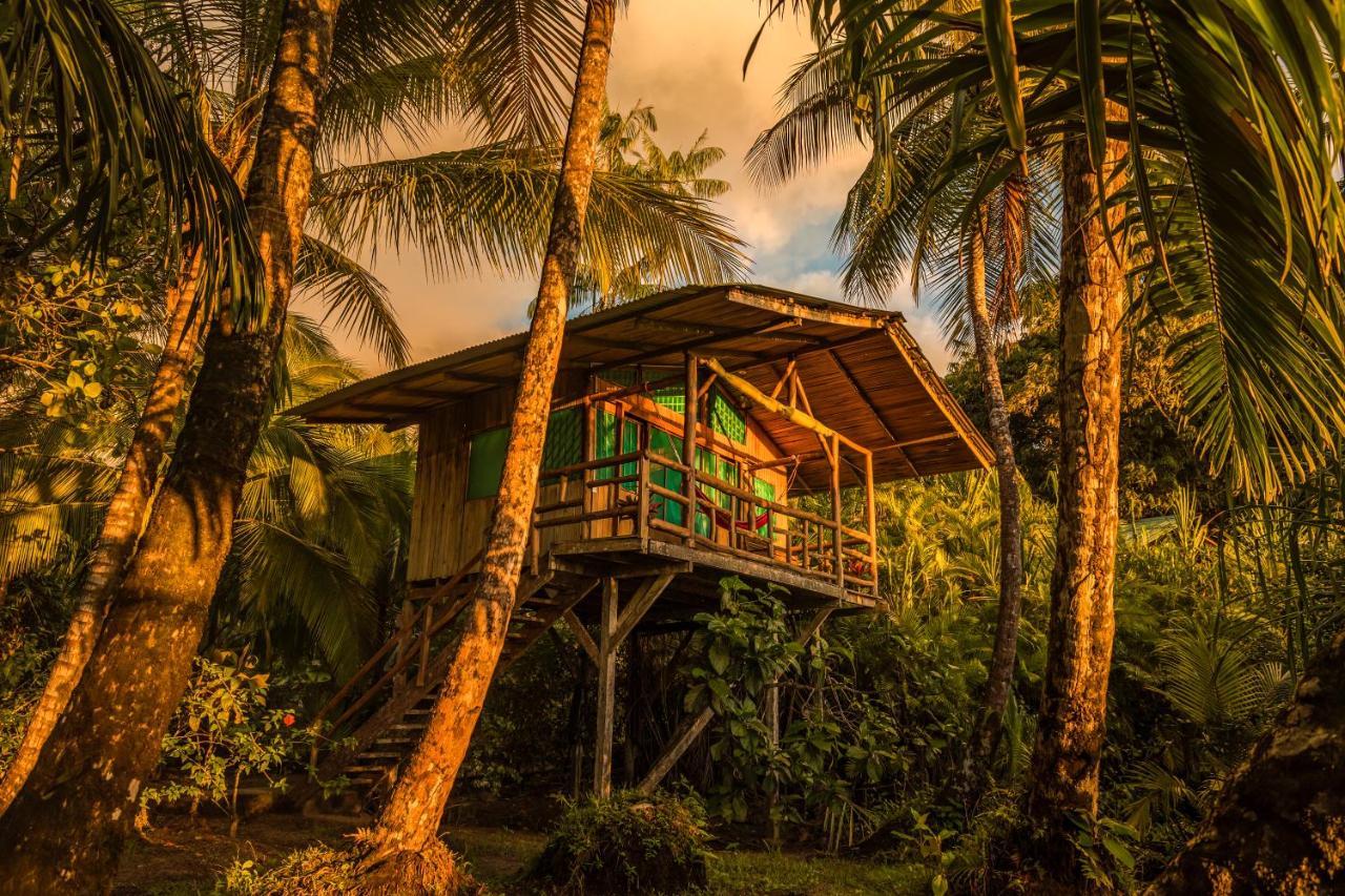 Ocean Forest Ecolodge San Pedrillo Eksteriør bilde