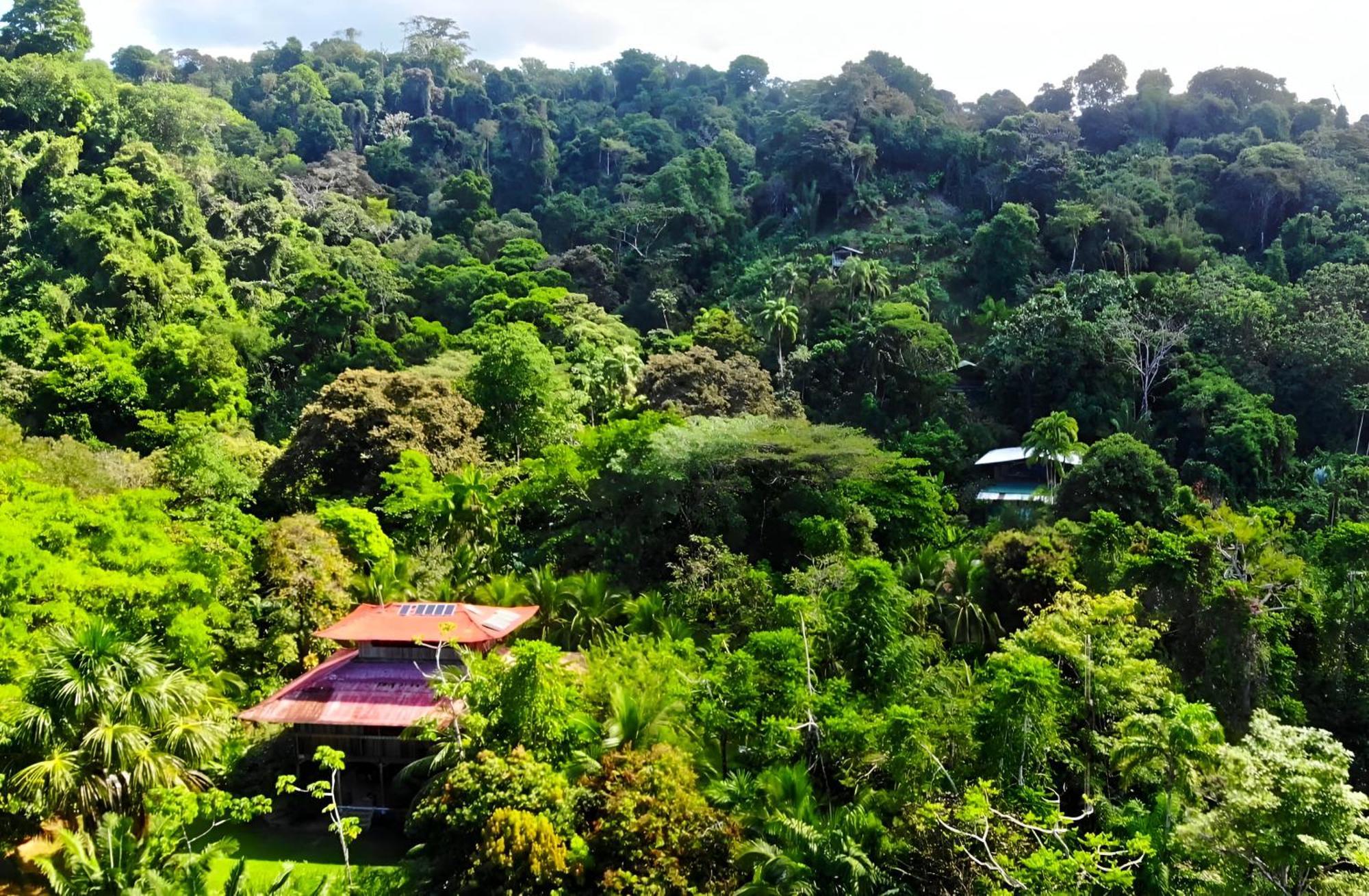 Ocean Forest Ecolodge San Pedrillo Eksteriør bilde